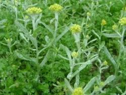 鼠曲草有几种吃法？健康益处有哪些？