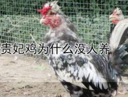 贵妃鸡为什么没人养 主要原因是养殖技术要求较高