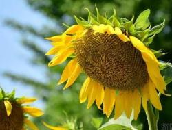 青铜葵花为什么被称为禁书 青铜葵花很黄的片段