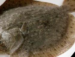 鲽鱼是深海鱼还是浅海鱼？其营养价值及功效如何？