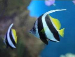 小鱼儿主页|域名请记住ok1961 怎么打不开