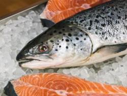 新鲜的白磷鲑鱼有什么用