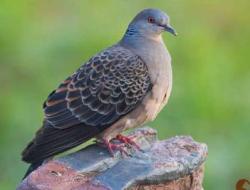 斑鸠是国家保护动物吗？斑鸠是几级保护动物