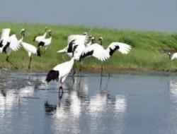 丹顶鹤自然保护区在哪里？丹顶鹤是几级保护动物？