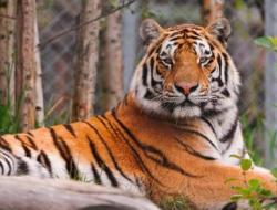 属虎人一生最旺3个人 3个能得到好归宿的人