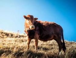 忠厚一生指什么生肖