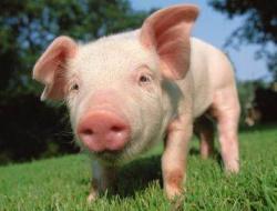 属猪人最苦命出生时辰（属猪女孩最好的出生时辰）