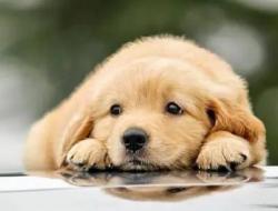 世界上最可爱的病是什么病