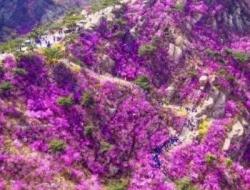 青岛大珠山2024年的门票多少钱