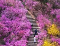 大珠山门票现在多少钱 清明大珠山杜鹃花开了吗