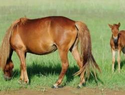 养马一年的费用是多少(详细经济投入)