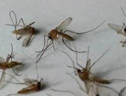 有蚊子没有蚊香怎么办?有蚊子没有蚊香怎么办啊