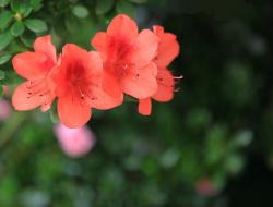 看到花心情好的发朋友圈句子