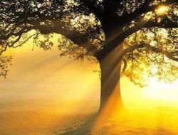 早上励志正能量句子