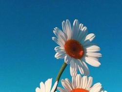 致自己简短唯美励志的句子