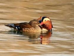 只羡鸳鸯不羡仙下一句是什么及完整句意思