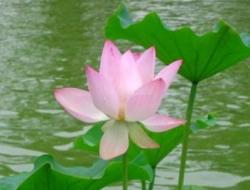 描写荷花的诗句名句摘抄