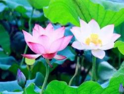 荷花的寓意象征是什么意思