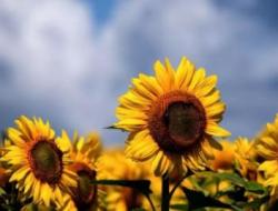 心底无私天地宽是什么意思？下一句接什么？