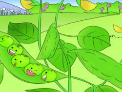 一个豆荚里的五粒豆教案及教学反思