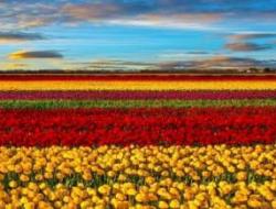 五月的花海的歌词