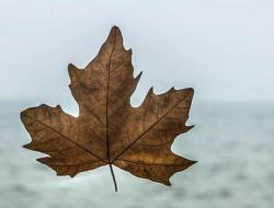 石壕吏为什么不抓杜甫（五种说法）