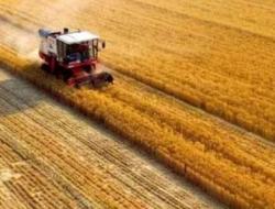 麦子熟了阅读理解及答案