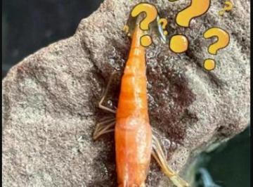 虾:我不是红了 我是熟了,这是多么高热难耐的“表白”啊