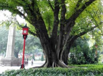 窗外的老榕树作文600字