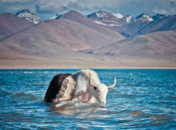 天湖女神纳木错的传说故事 圣湖纳木错的美丽传说