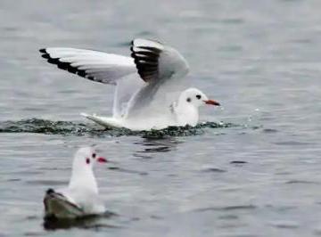 红嘴鸥的迁徙路线和时间资料