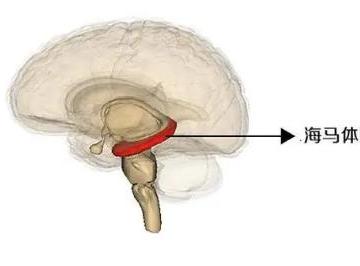 医学上的海马体是什么意思（海马体是啥意思）