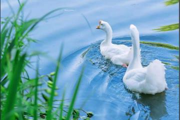 古诗大全300首幼儿早教有哪些（精选40篇）