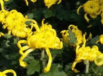 描写菊花姿态的句子(精选23句)