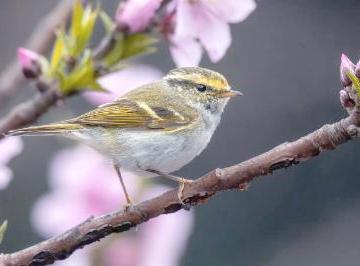 柳莺是保护动物吗?