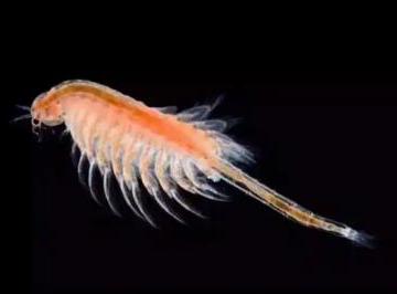 养殖丰年虾盐水浓度是多少