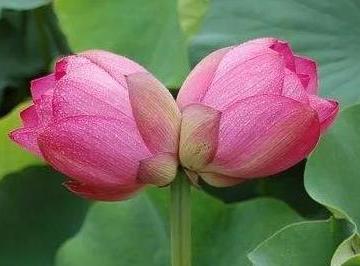 并蒂花开连理枝是什么意思？