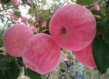 描写红富士的优美句子（精选23句）