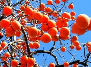 描写秋天果实成熟的优美句子（精选22句）