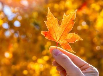 秋叶静美的经典句子（精选24句）