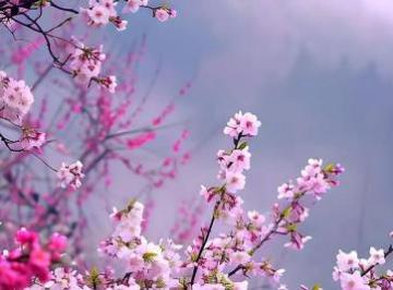 赞美桃花的经典句子（精选24句）