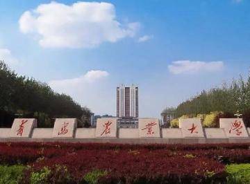 青岛农业大学是一本还是二本？