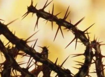 荆棘的拼音是什么啊及意思