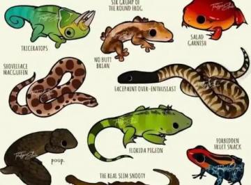 reptiles有哪些动物？