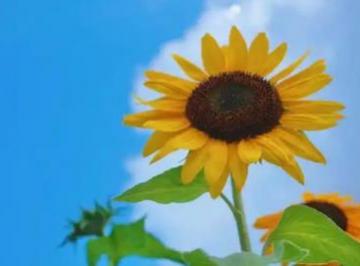 向日葵花语经典话语 文字一句话（精选28句）